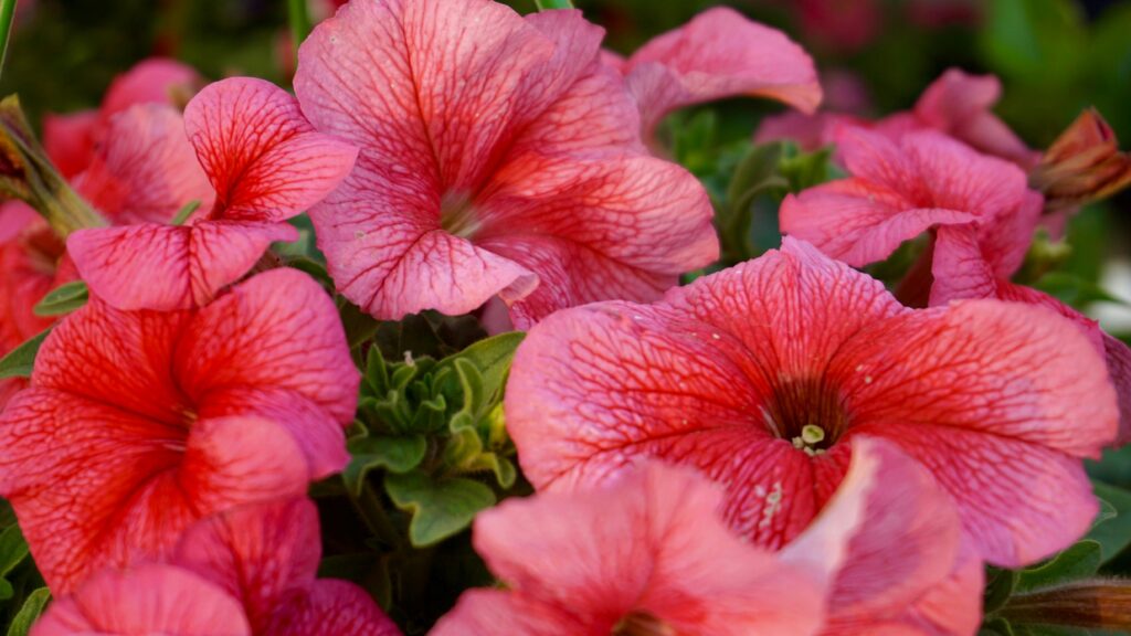 petunias
